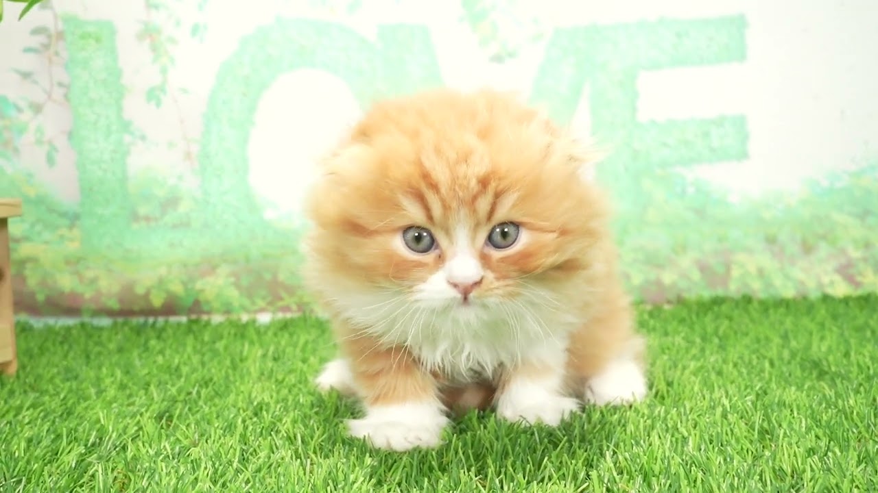 Coo&RIKU　No666999　スコティッシュフォールド