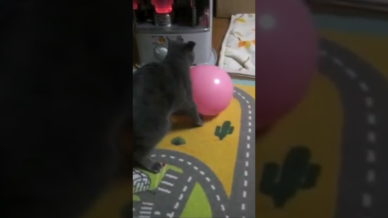 ↑元動画↑風船を加える猫　ロシアンブルー
