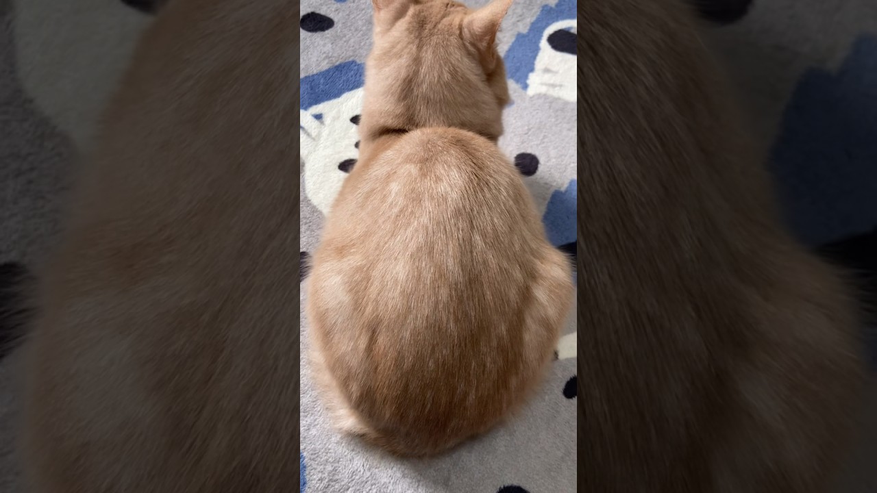 まんまる🐱#shorts #ソマリ#猫