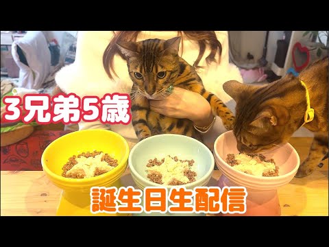 【生配信3/6】ベンガル三兄弟5歳になりました！誕生日生配信🎂📹