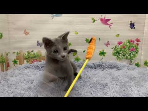 Coo&RIKU　No.663768　ロシアンブルー