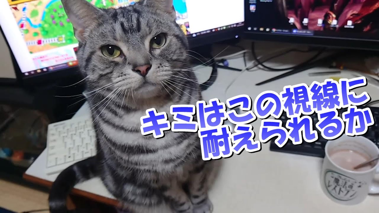 キミはこの視線に耐えられるか　（おねだりアメリカンショートヘア）