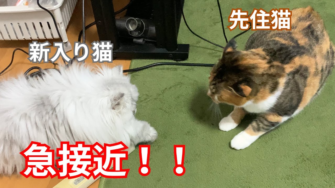 【ペルシャ猫】先住猫とのご対面！その６　ついに接触！？