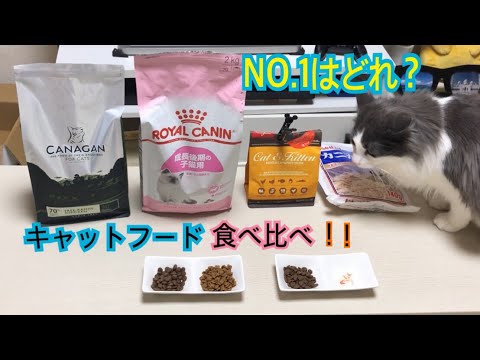 キャットフード同時に出したらどれ食べる？検証動画【ノルウェージャンフォレストキャット】