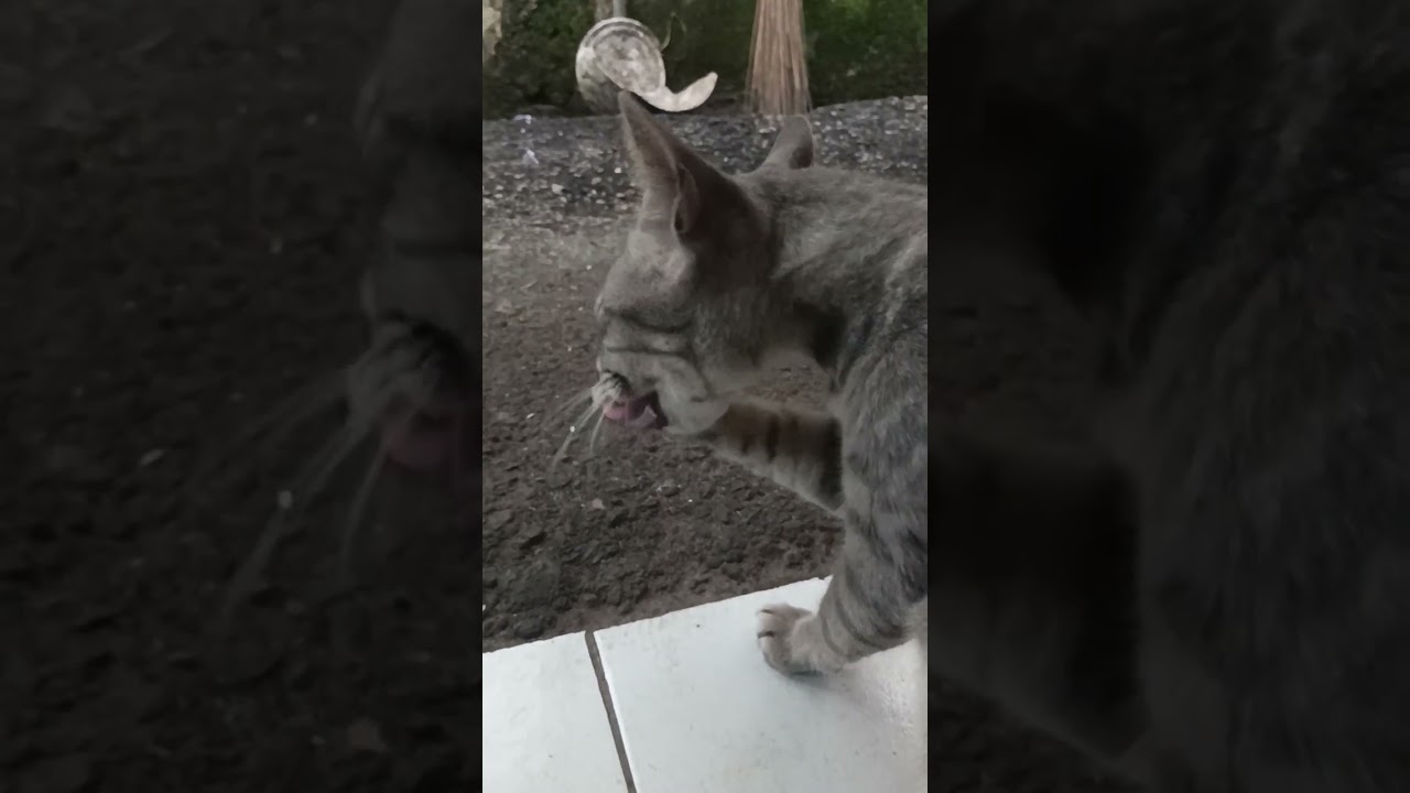 Brown cat #shorts #shortvideo #catlover