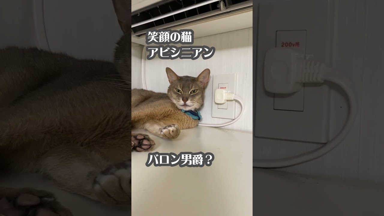 笑顔の猫 アビシニアン バロン男爵? #アビシニアン #バロン男爵 #猫のいる暮らし