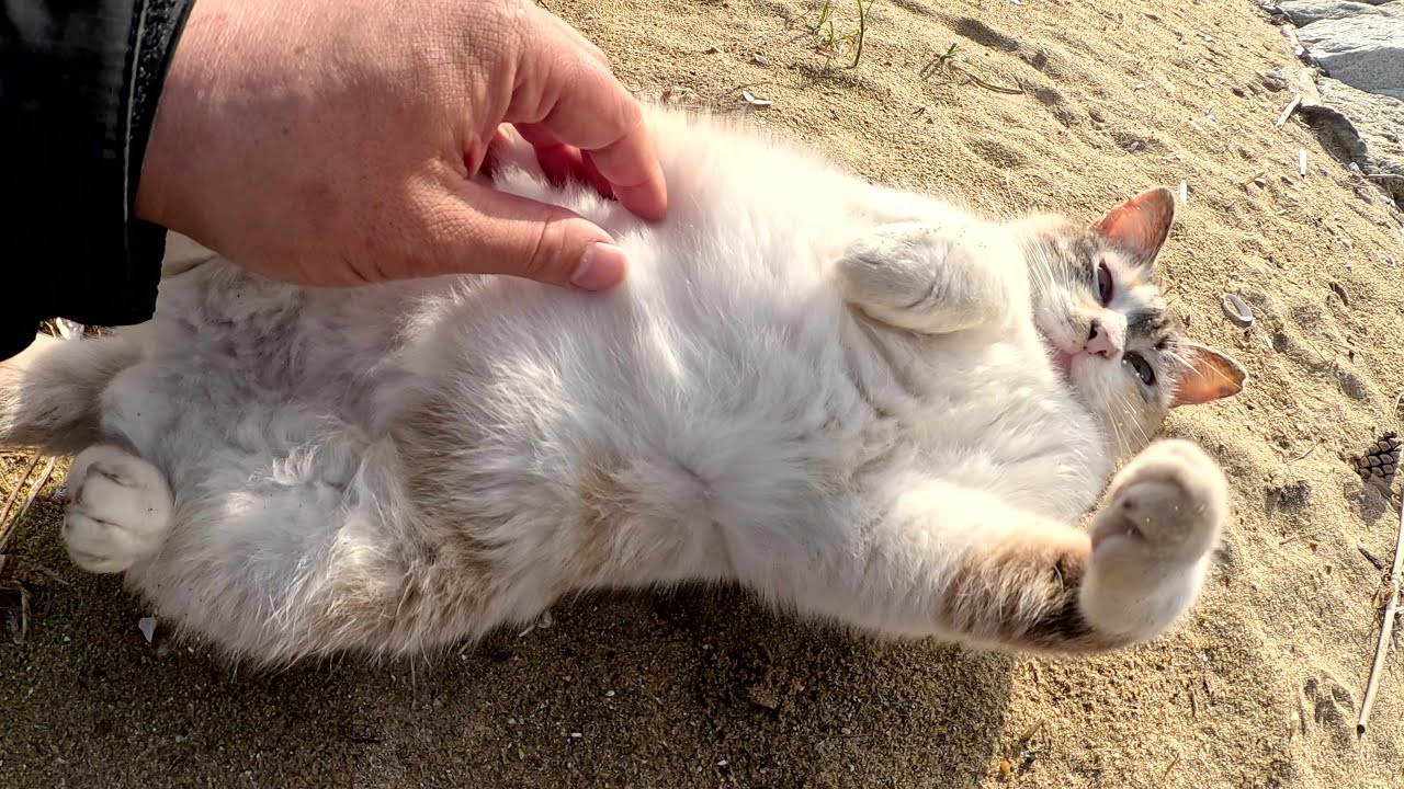 美猫のシャムミックス猫がゴロンゴロンと転がって砂浴びをする