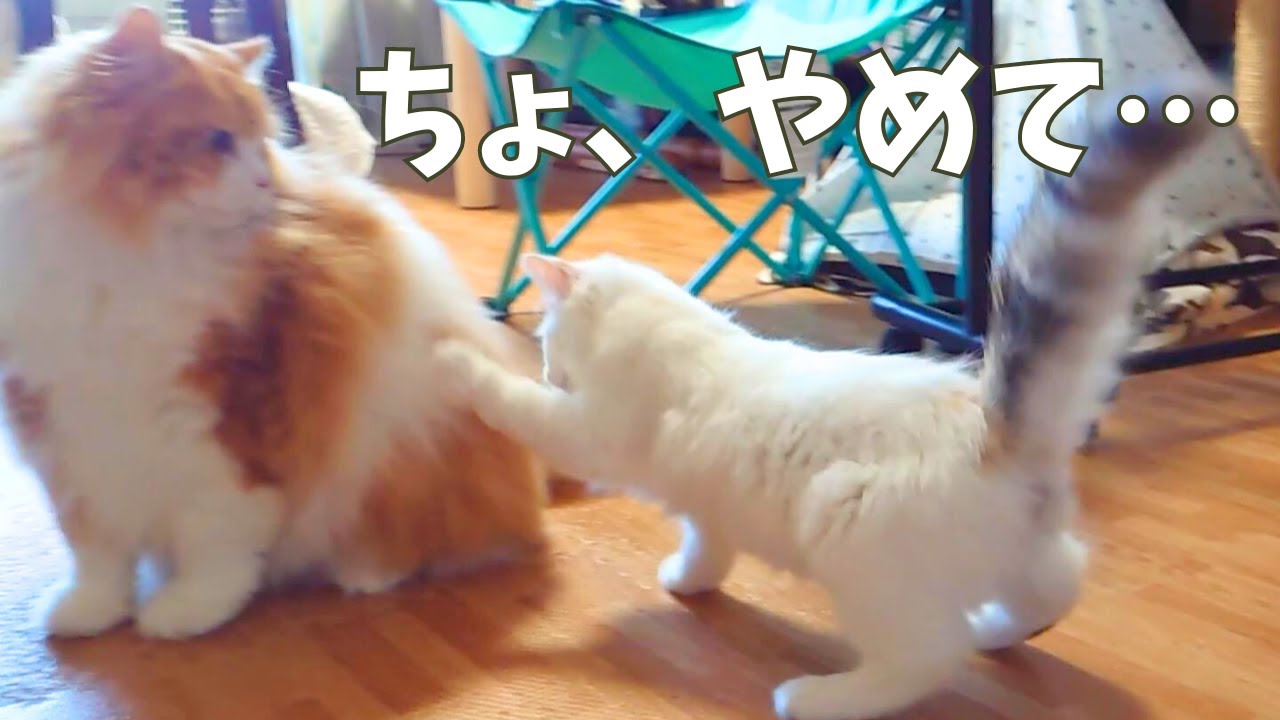 新入り子猫がついに・・・【ラガマフィン】【子猫】