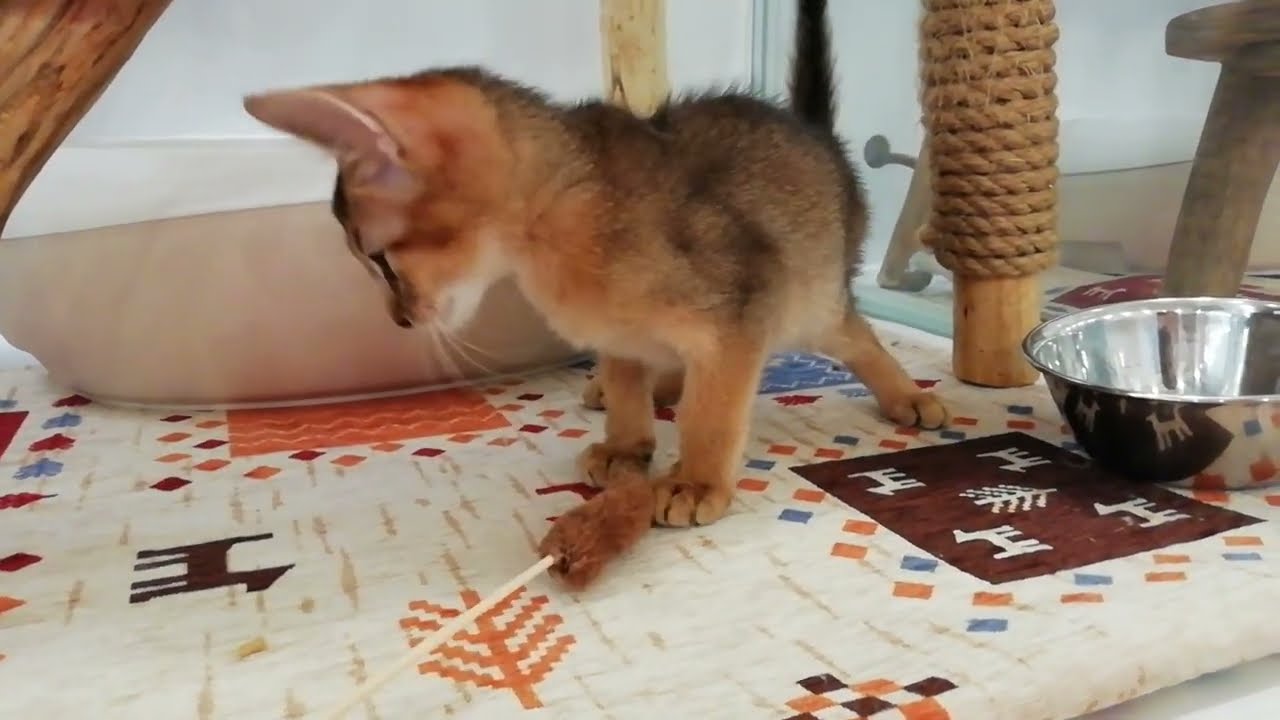 アビシニアン 男の子 2023/12/31生まれ