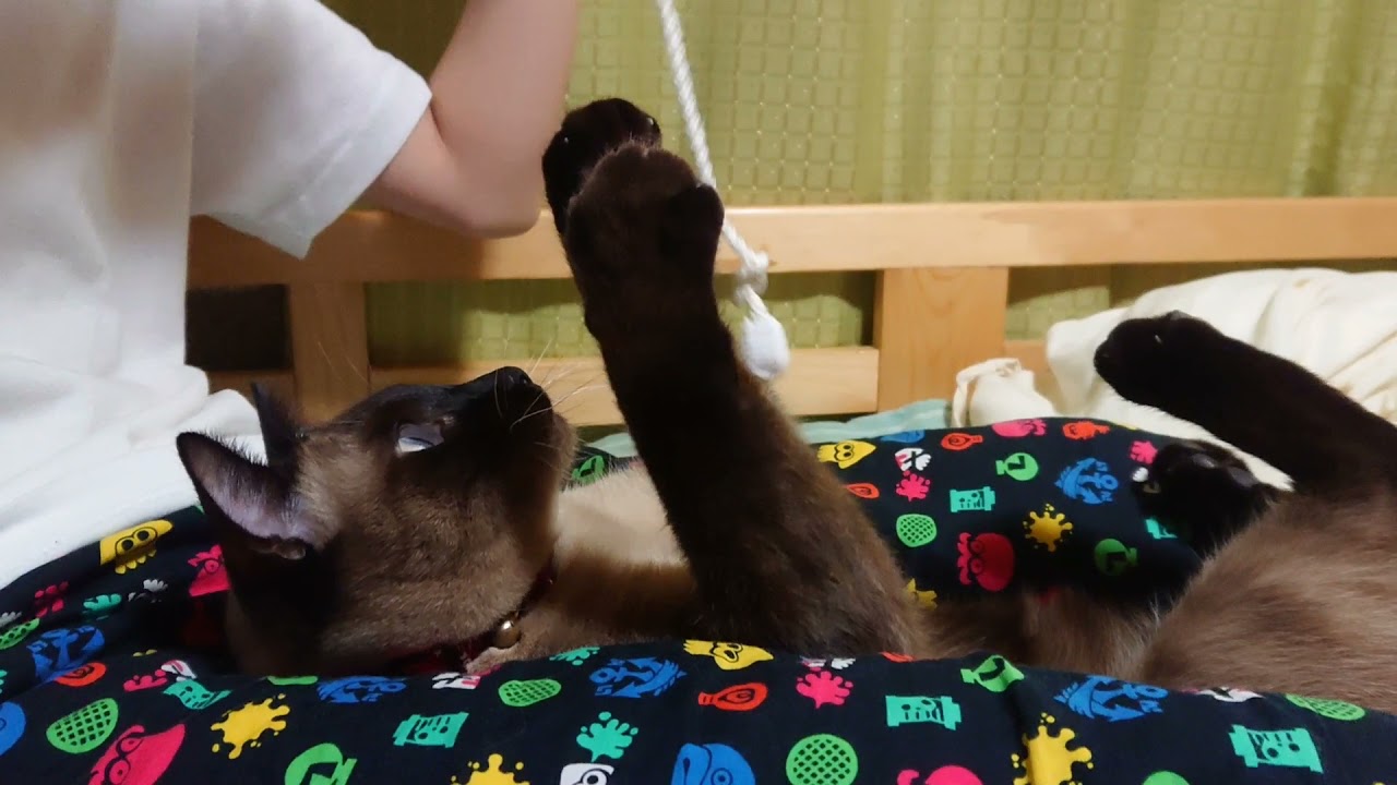 たぬシャム兄ちゃんを寝かしつける