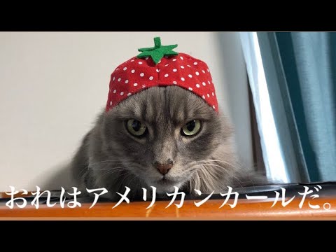 【癒し】アメリカンカールのかずひろと雑種(?)のしゃちょー　日常編