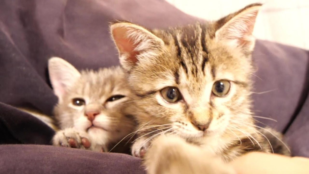 気持ちよく寝ている子猫の横で大暴れする子猫に迷惑そうな表情になる【赤ちゃん猫　保護猫】