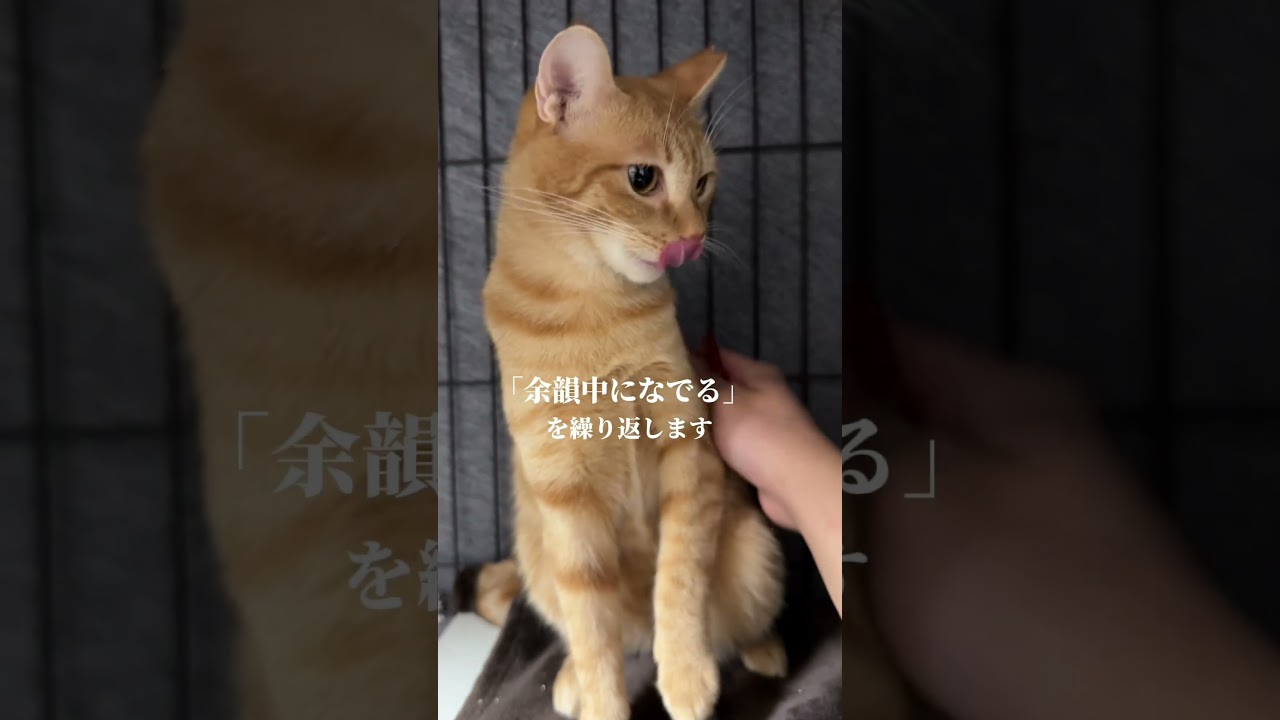 チャイさんの暮らし⑱。#保護猫