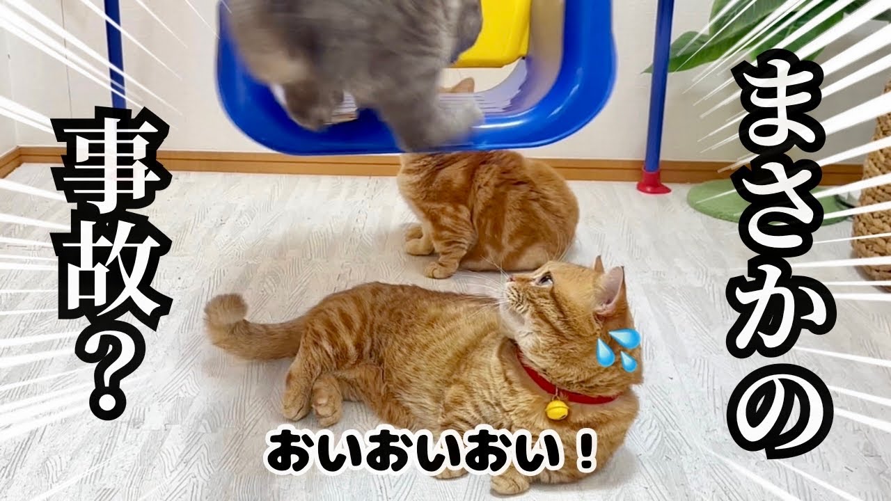 部屋にブランコを設置したらぽちゃくんの身に大変なことがおきました笑 #猫 #マンチカン
