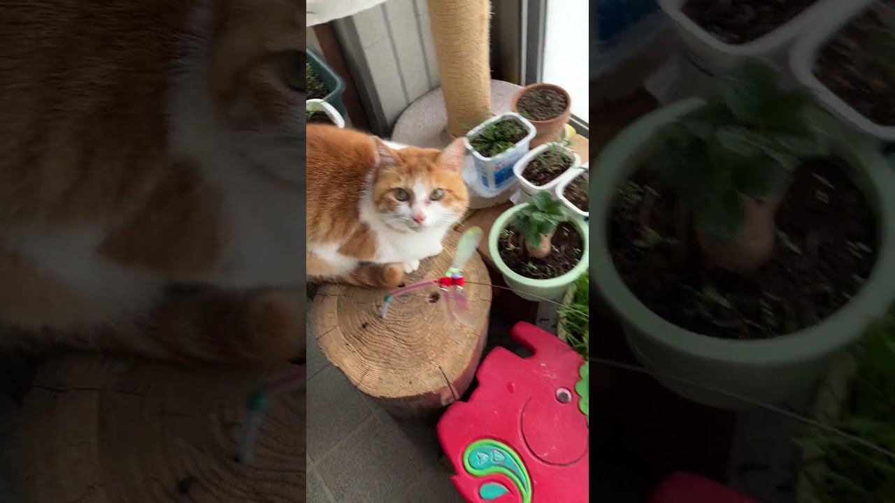 ↑全員集合↑保護猫、ロシアン、ブルーペーター　　保護猫ハチワレ＆茶白　里親パピヨン　クーちゃん