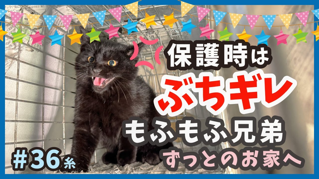 【子猫 旅立ち】ビビリっ子な子猫が、幸せ生活を掴むまで‥。（糸36）