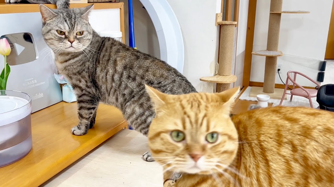 気づかないうちにポッポターミネーターにロックオンされてる茶々パパ #猫 #マンチカン