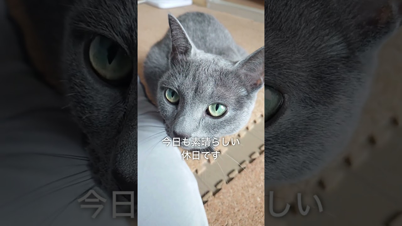 【猫動画】今日も場所を奪うロシアンブルー【Russian blue】Russian blue takes over the place today too