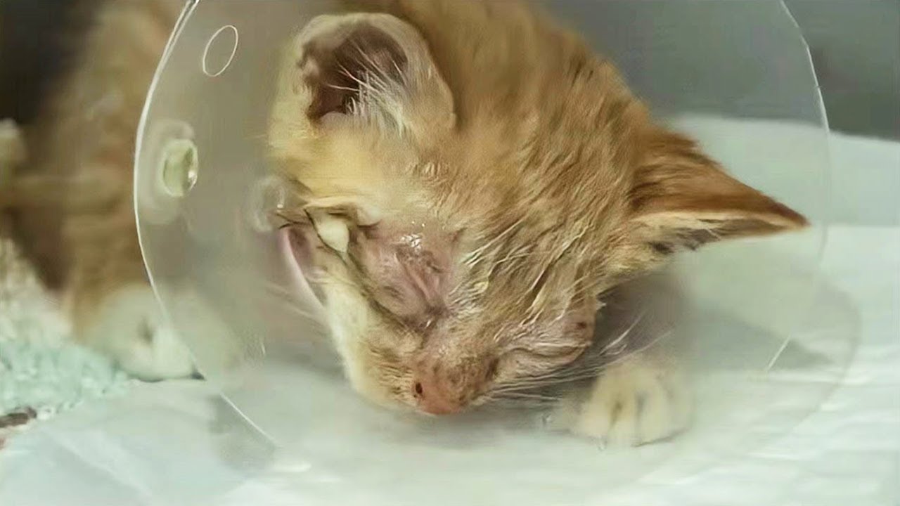 生まれつき目が見えない子猫。母親を探してさまよい、痛みを耐えながら懸命に生きる姿に涙が溢れる【感動】