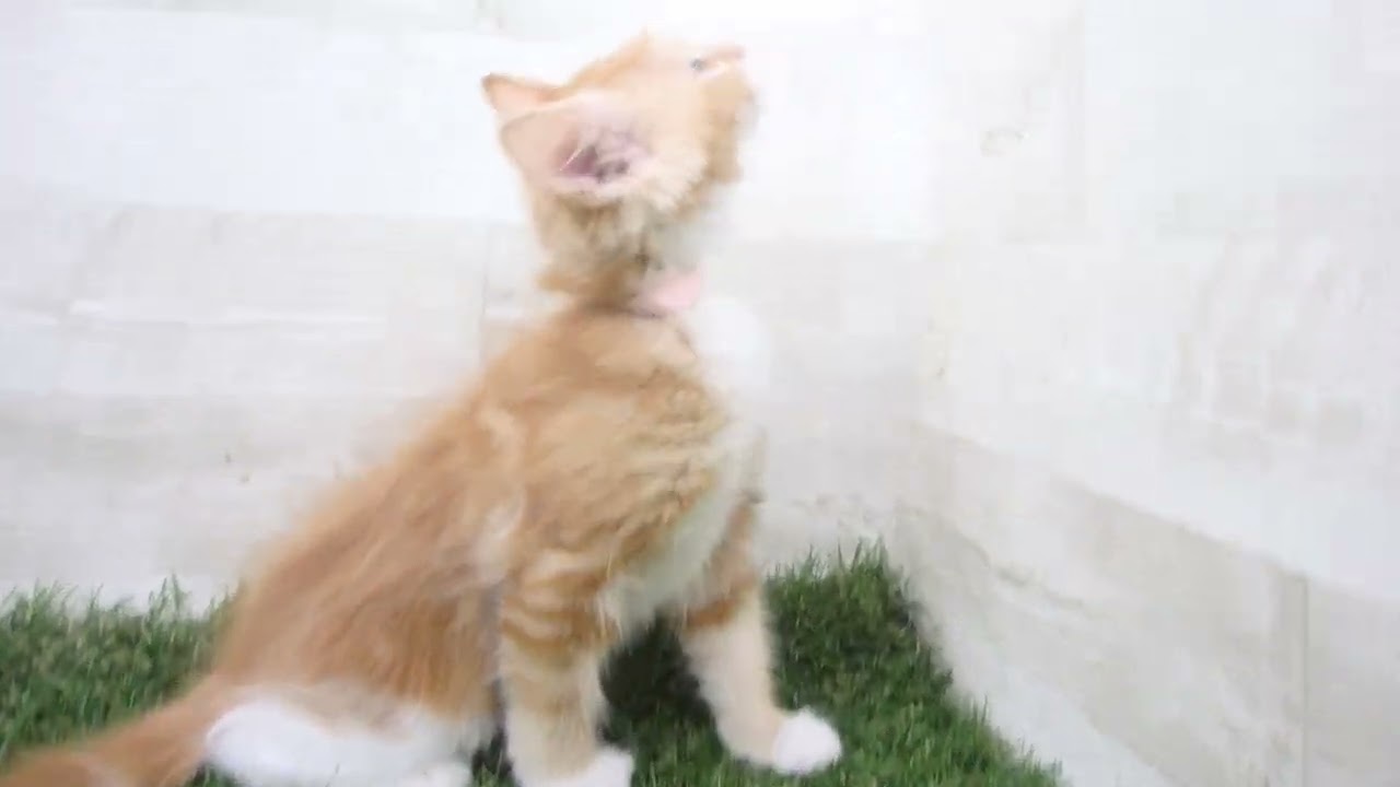 Coo&RIKU　No00667560 ターキッシュアンゴラ