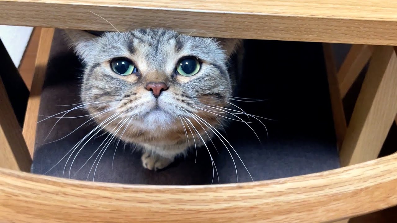 ツンデレ猫と最近ハマってる遊びが可愛すぎるんです！