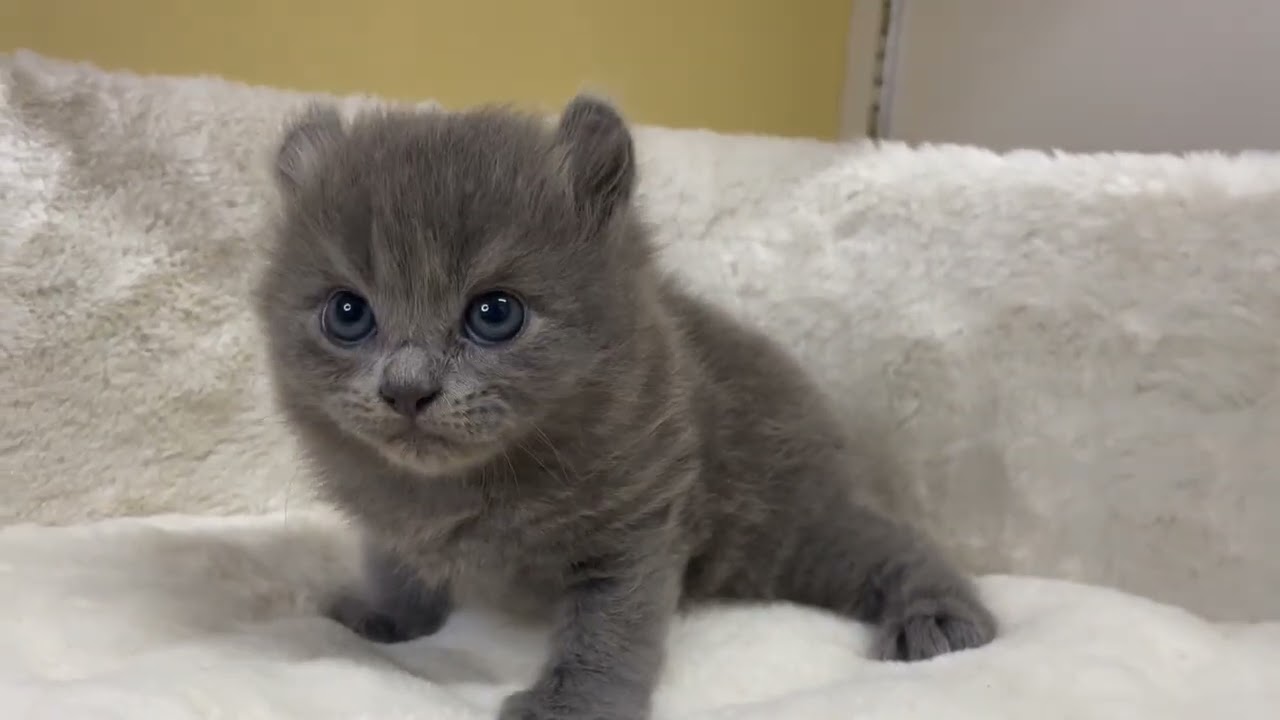 アメリカンカール 【ブルー】くるん耳のアメリカンカール❤️