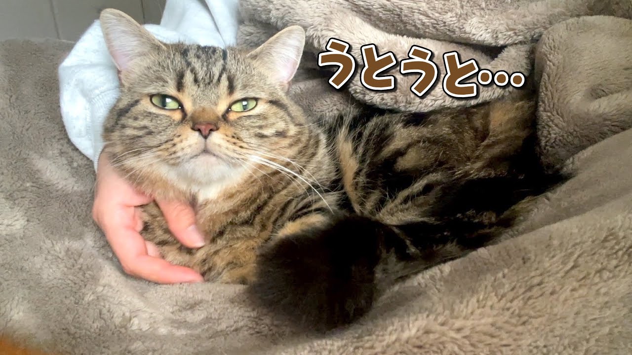 【朗報】抱っこ嫌いのメルが膝の上から退いてくれません…！！