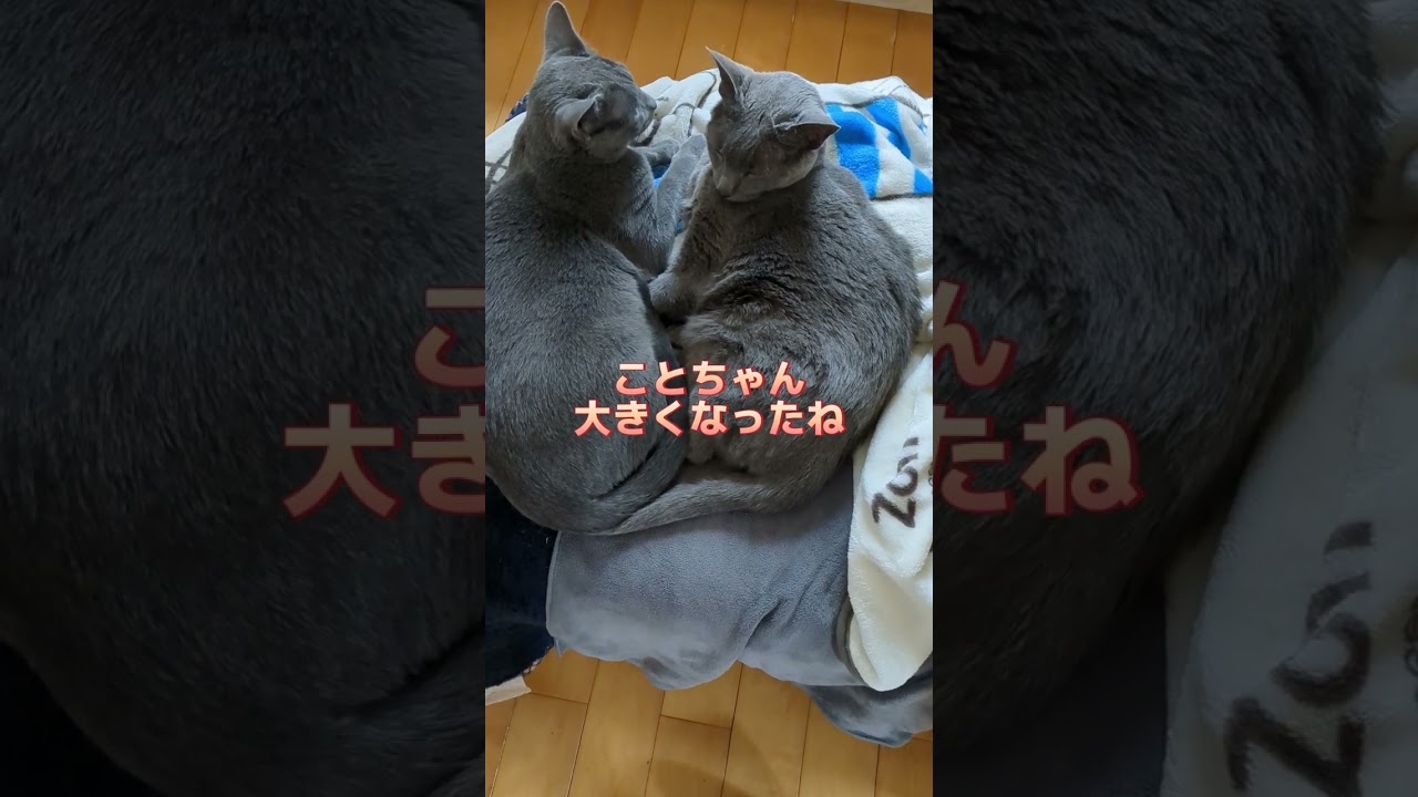 猫の女子会🐈‍⬛電気毛布浴中💕  #ロシアンブルー #russianblue  #猫