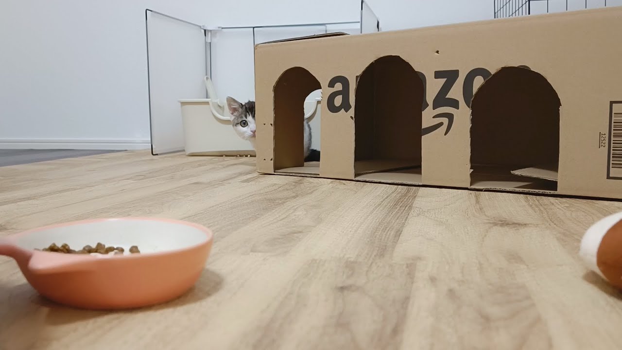 飼い主をデカい鼠だと思っている子猫に毎日狙われる生活がこちらです