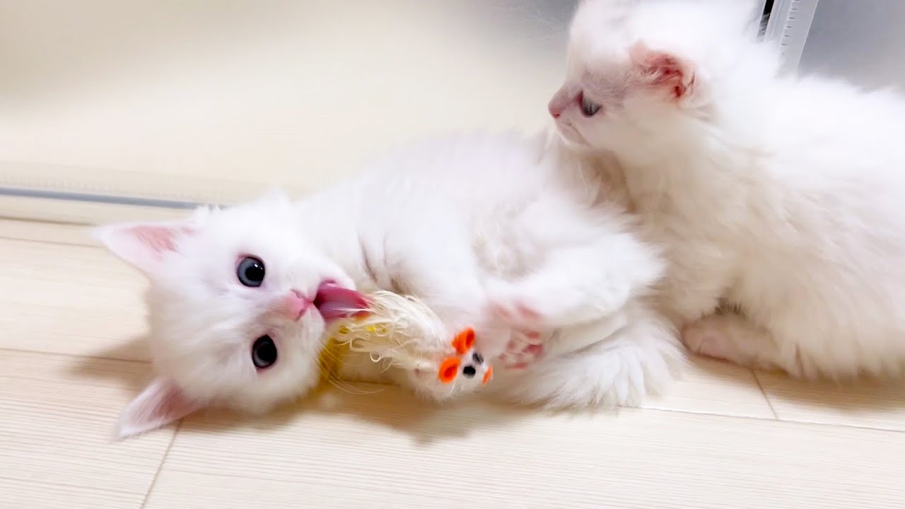 【マンチカンの子猫】子猫件達のオモチャの奪い合いは可愛い件～猫のいる生活Vol.904～出産動画 マンチカン短足・ミヌエット・ペルシャ猫専門ブリーダー『ペット蔵人』【子猫の成長記録】