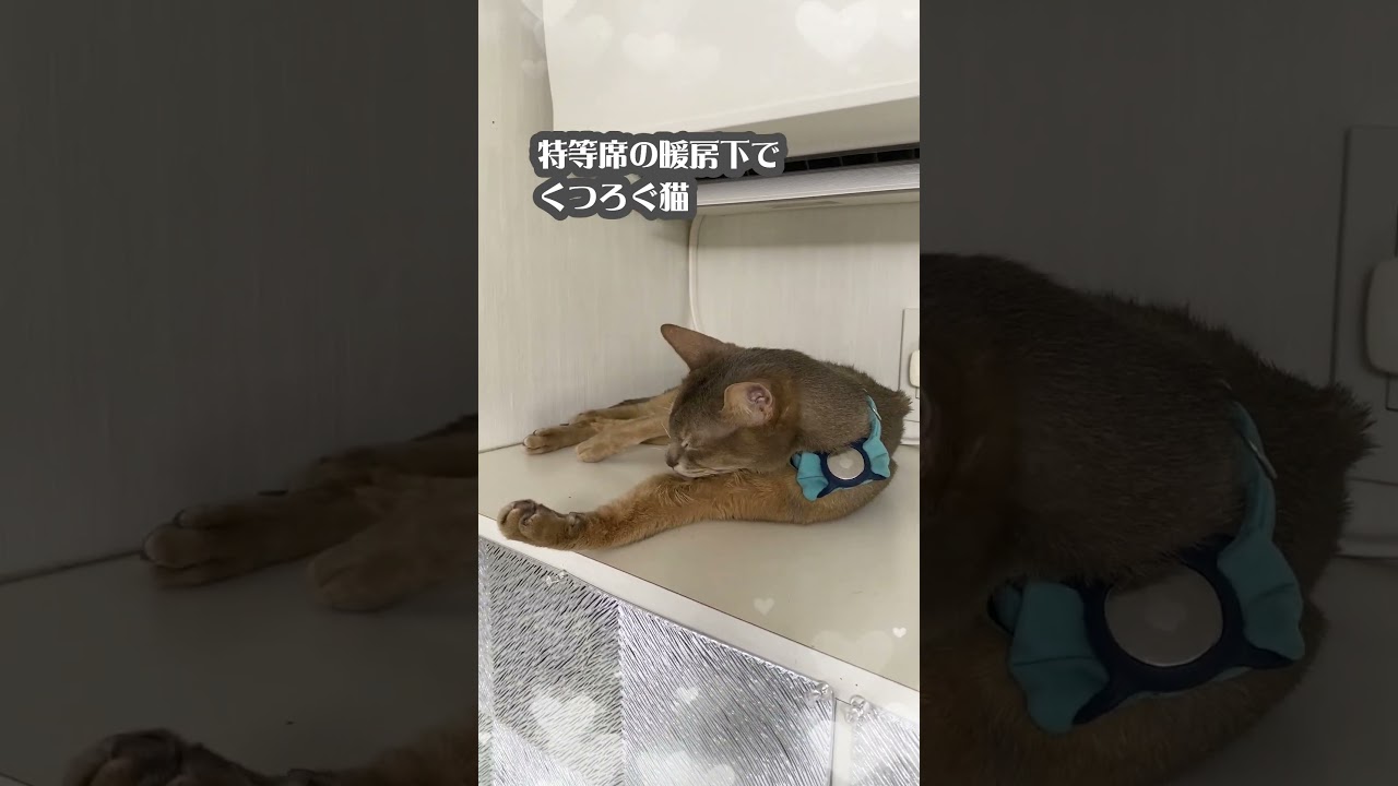 特等席の暖房下でくつろぐ猫 #アビシニアン #暖房の下 #猫のいる暮らし