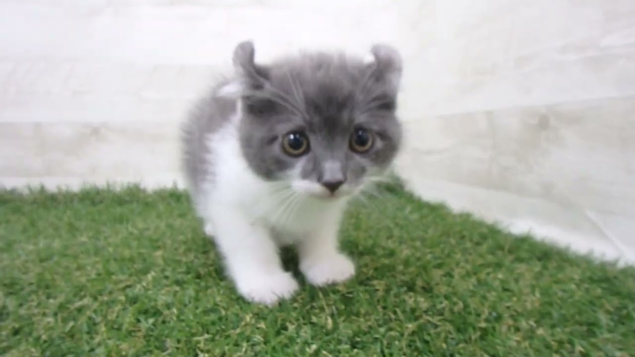 Coo&RIKU　No00667429 アメリカンカール