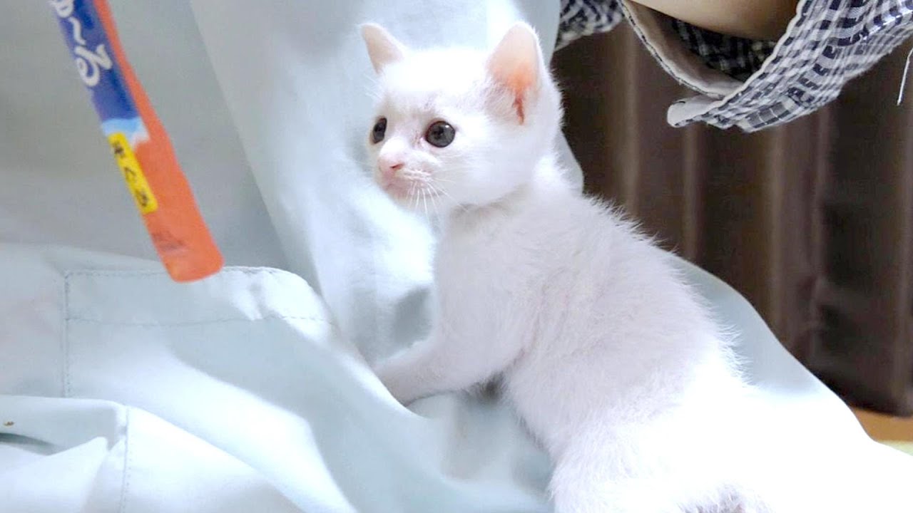 子猫は初めてのちゅーるに興奮して「うまい！」を連呼しながら食べました【赤ちゃん猫　保護猫】