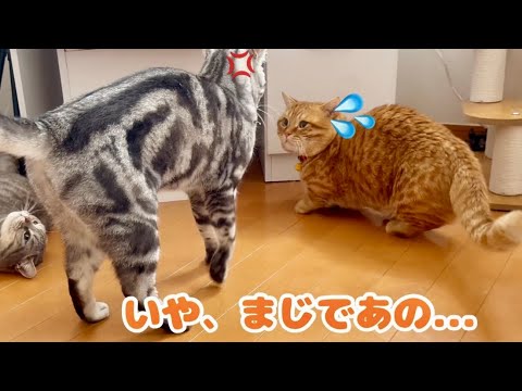 【猫の喧嘩】姉弟喧嘩を止めに入ったぽちゃくんが大ピンチ！？ #猫 #マンチカン