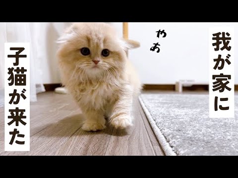 生後６０日の子猫が来た日　　　スコティッシュフォールド