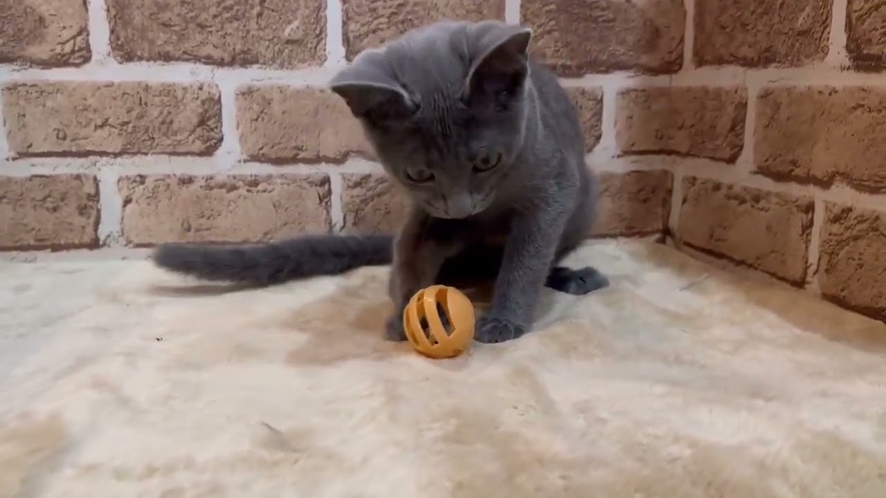 ペットショップCoo＆RIKU　ロシアンブルー　No.661731