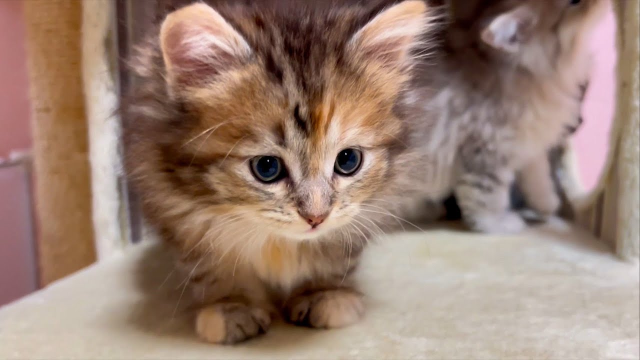 【マンチカンの子猫】子猫でも長足ちゃんはたくましいはず・・な件 ～猫のいる生活Vol.903～出産動画 マンチカン短足・ミヌエット・ペルシャ猫専門ブリーダー『ペット蔵人』【子猫の成長記録】