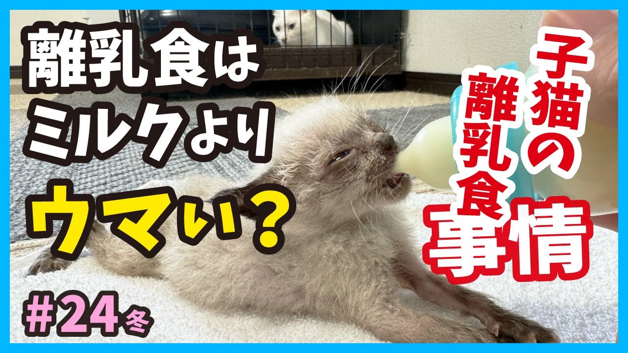 【子猫 離乳食】真冬に保護した赤ちゃん猫たちの成長記録。たくさん食べて飲んで寝て元気充電中！（冬24）