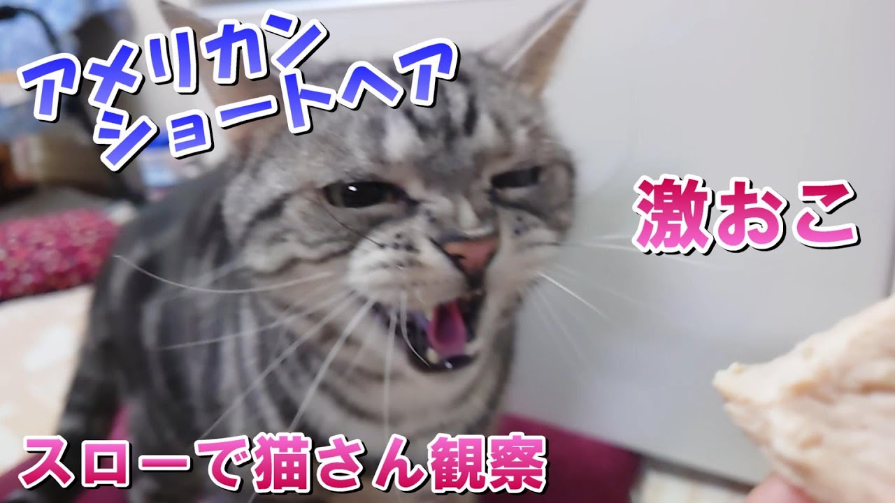 じっくり猫さん観察！激おこシャー！スロー映像（アメリカンショートヘア）