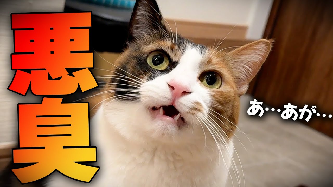 帰ってきた飼い主の靴下の匂いを嗅いで気絶しそうになる猫