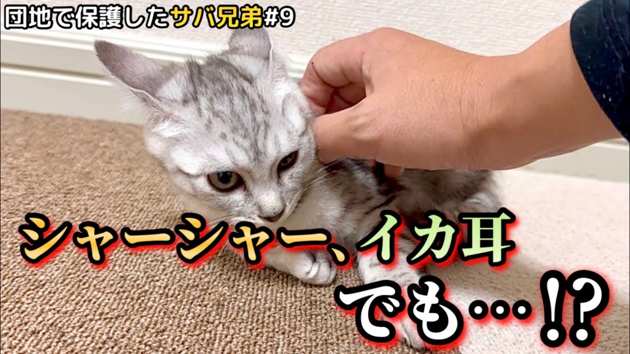 【ご報告】あのシャーシャー子猫がついに！！