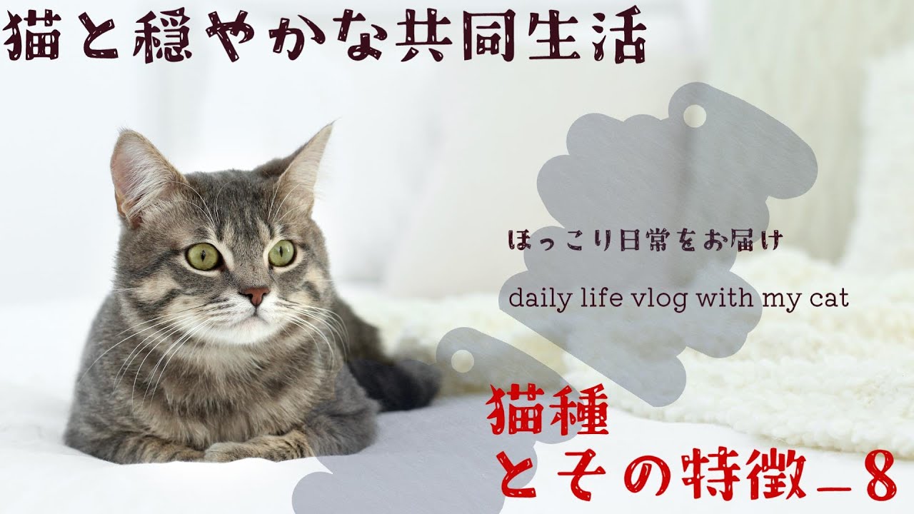 世界の猫の種類と特徴#8