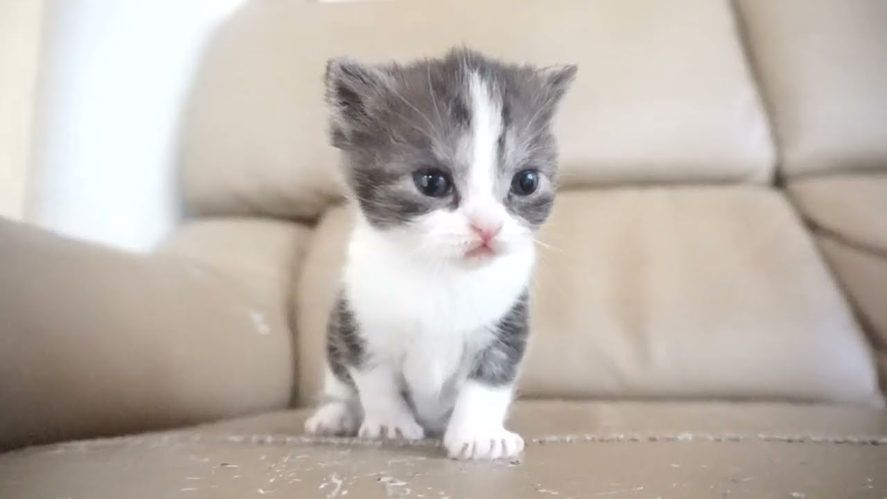 セルカークレックス子猫　2024.2.3産まれ 　ブラックタビー＆ホワイト　　女の子　Selkirk Rex　シーダキャット猫のお店