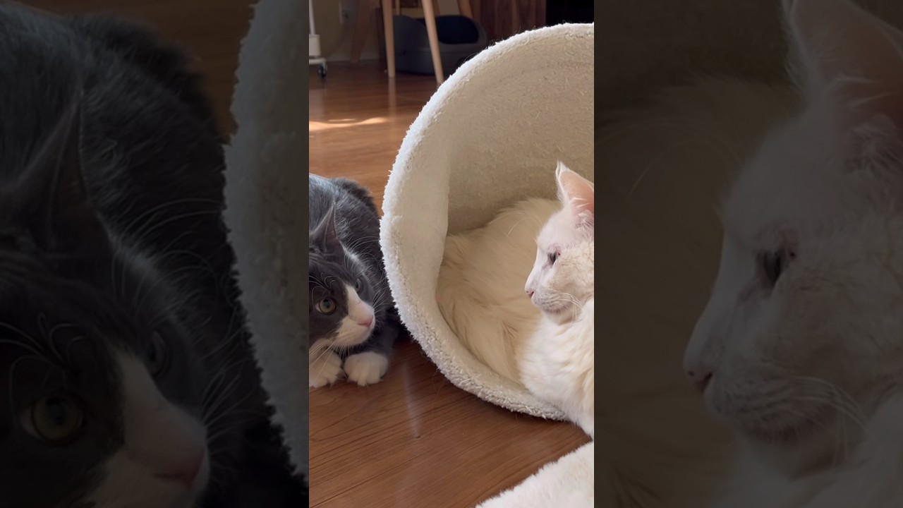 お兄ちゃんと遊びたくて、絡みまくる子猫ターキッシュアンゴラwww#cat #ターキッシュアンゴラ #ノルウェージャンフォレストキャット #子猫 #norwegianforestcat #shorts