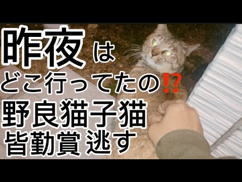 昨日は毎日欠かさず来ていた野良猫子猫が来なくて心配していたが…#子猫 #野良猫
