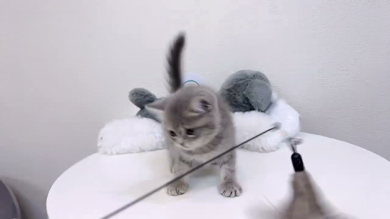 セルカークレックス おとなしい女の子！！！