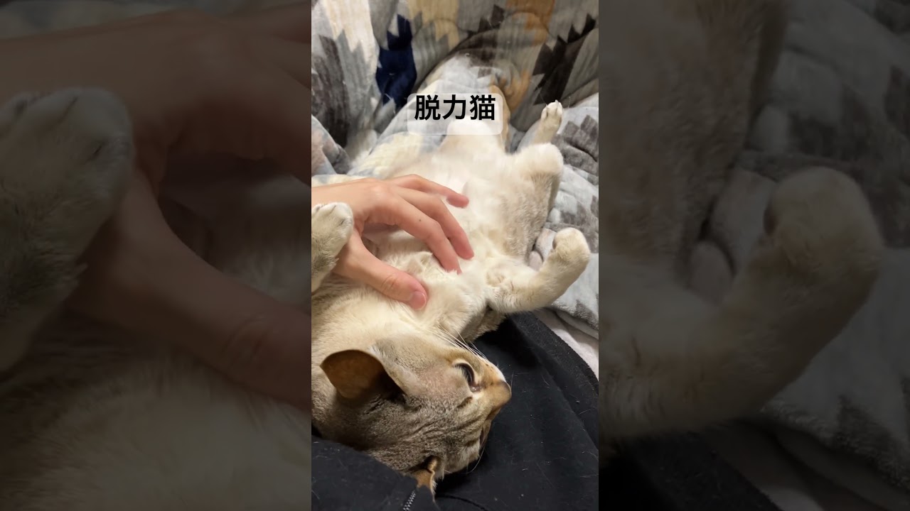 膝の上で脱力しきったシンガプーラ