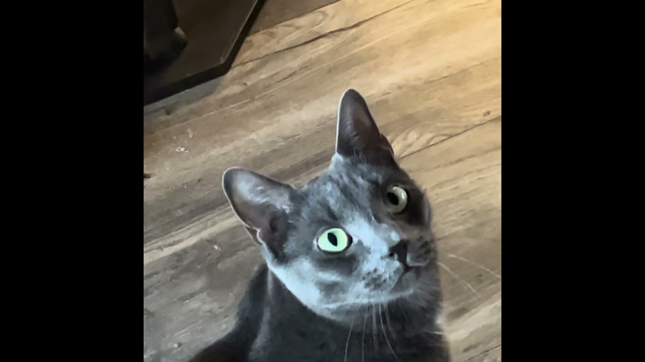 He decides not to meow