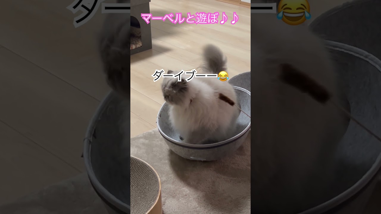 ヒマラヤンのマーベルと遊ぼ♪♪🐈 #shorts #うちのにゃんこ #ヒマラヤン #マーベル #cat #ねこ #かわいい