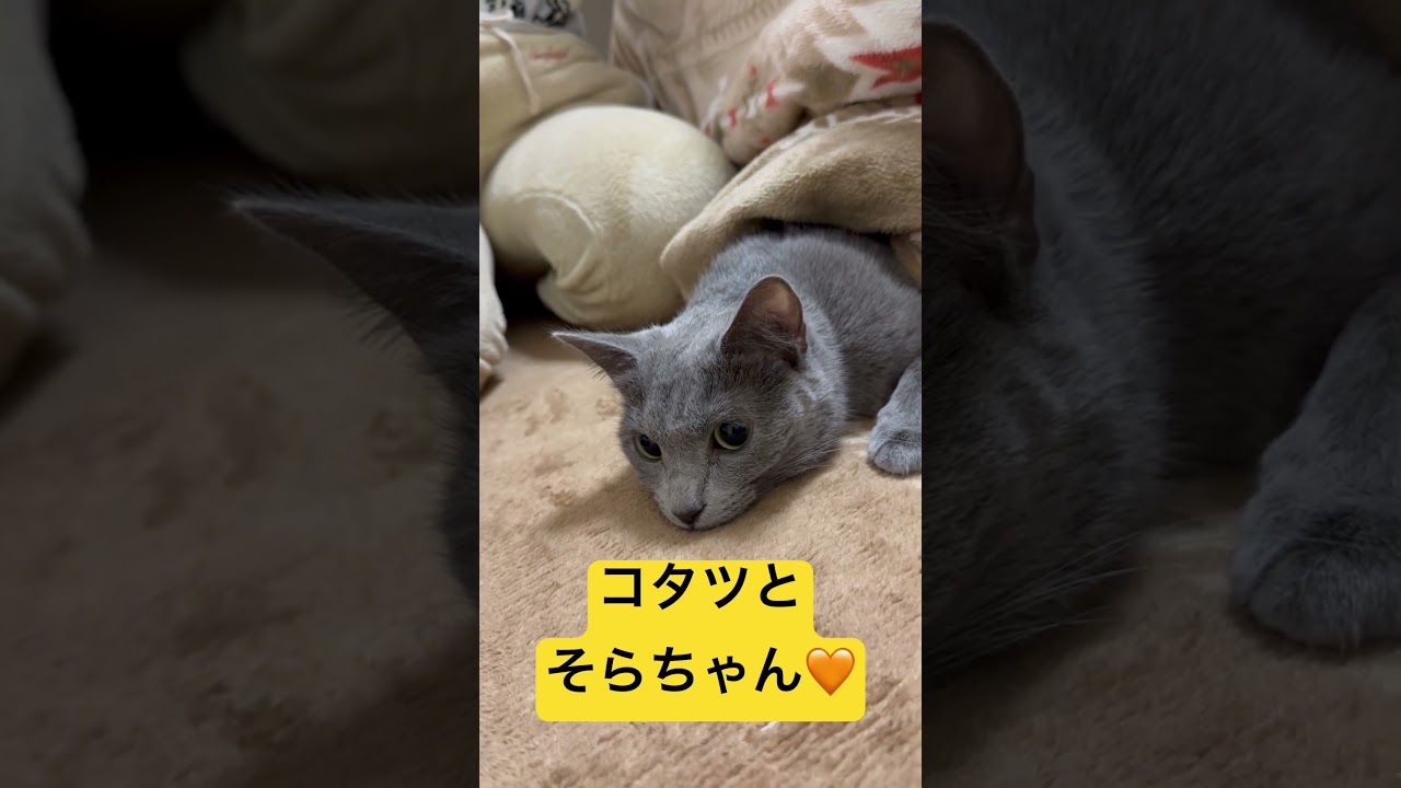 【猫ロシアンブルー】ぬくぬく🧡コタツと そらちゃん🧡#shorts